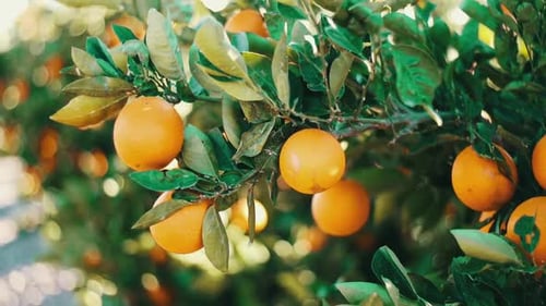 bunch of oranges hanging in organic tree plantation orchard garden in Spain