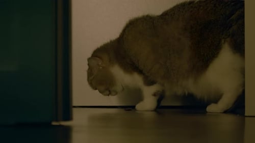 Cat Eating Food in a Home Interior
