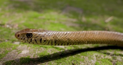 Close-up of Cobra Flicking Tongue in Natural Habitat