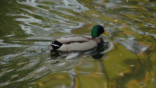 Serene Mallard Duck Swimming Peacefully in a Pond on a Sunny Day