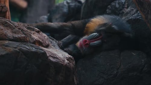 Closeup of a Mandrill Monkey Resting Peacefully on a Rock in Thailand