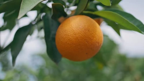 Orange Fruit Tree Branch Summer Garden Closeup Sunny Orchard Nature Cultivation