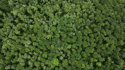 Green Natural Forest Aerial View Environment Concept