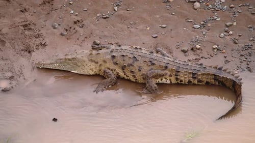 Dangerous Predator on Riverbank