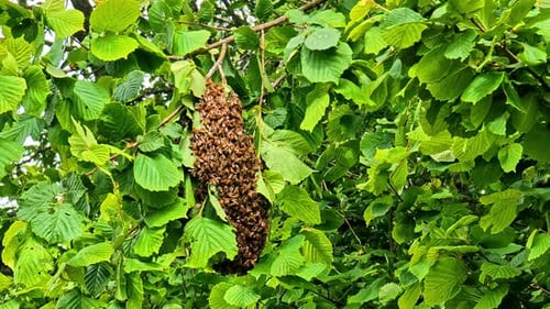 Large swarm of honey bees clustered together on a leafy tree branch
