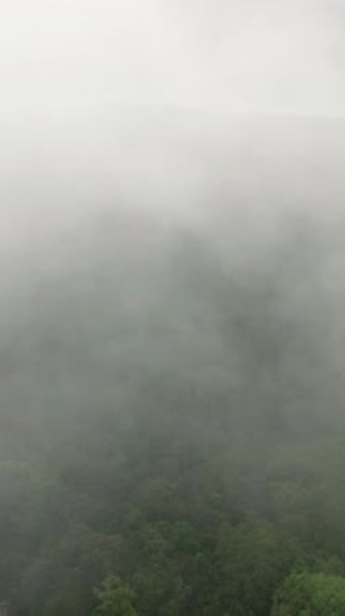 Tropical Forest in Mountain Province in the Philippines