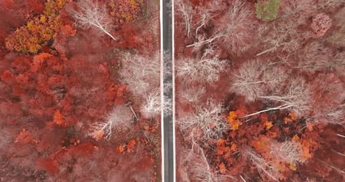 Aerial view of black road leading through red autumn forest.