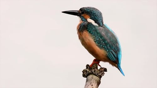 This Common Kingfisher was so friendly that it allowed me to come very close as I took this footage;