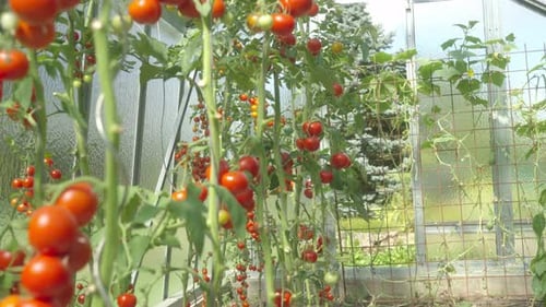 Growing tomatoes in home conditions in the garden. Gardening in the summer in the greenhouse