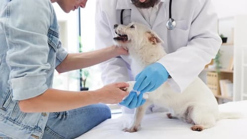 Dog Gets Paw Bandaged by Kind Veterinarian