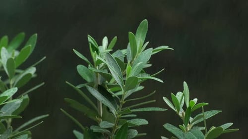 Olive Tree Leaves with Raindrops. Nature in Rain. Nature’s Beauty, Outdoor Rain Scene