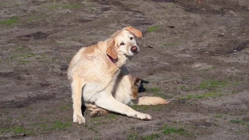 A dog scratching himself sitting in nature