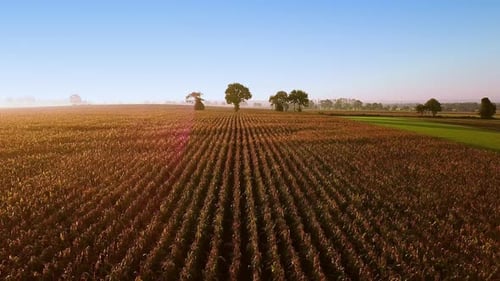Aerial Drone View. Flying Over Golden Green Corn Field Ready for Harvest. Beautiful Sunset, France
