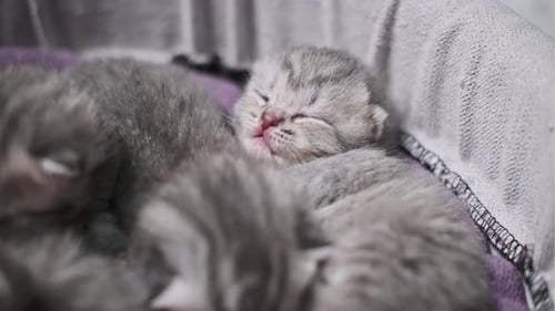 Sleeping Kitten CloseUp