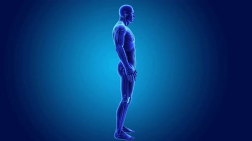 3D Human Anatomy Skeleton Scan Rotation