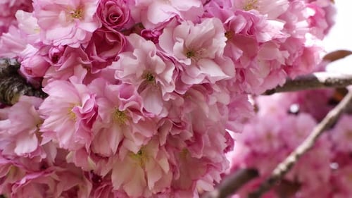 Blossoming sakura tree with pink flowers outdoors, closeup