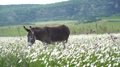 Donkey Eating Grass in a Field of Swaying Chamomile Flowers at Sunset Chamomile White Daisy Flowers