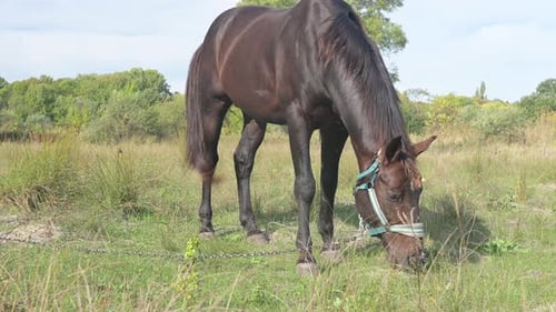 A Dark Brown Horse Walking Through Tall Grass in a Lush Green Field with Its Tail Swishing in the