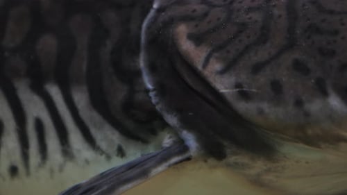 Spotted sorubim catfish (Pintado) closeup of gills moving - breathing
