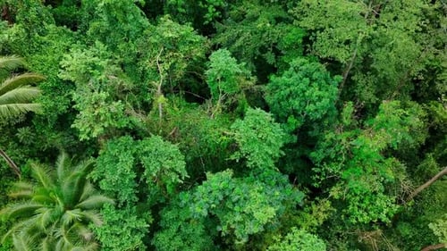 Tropical waterfall between exotic palm trees in mountain jungle of Philippines. Aerial top down