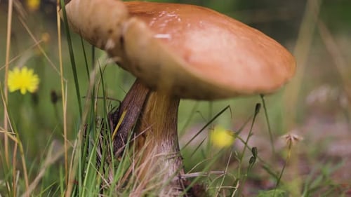A close-up of a mushroom growing low to the ground, surrounded by tall grass and small yellow wildfl