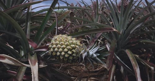 Frutos jóvenes de piña en una plantación