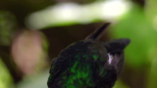 An iridescent hummingbird sits up whilst drinking sugar water in a forest in Ecuador, South America.