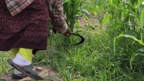 A Farmer Cutting Grass For Animals' Food With A Sharp Sickle At The Countryside In Thailand - closeu