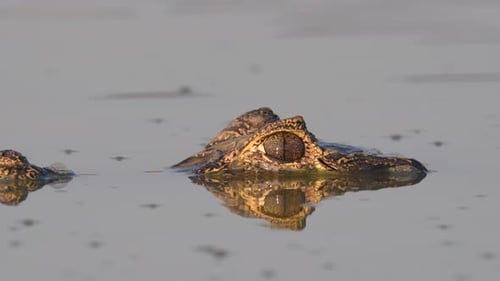 Alligator Resting in Calm Water in Natural Habitat