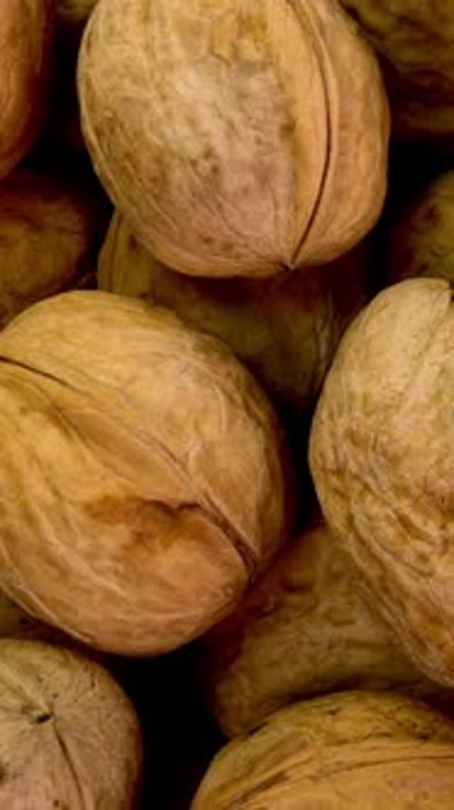 Many Whole Walnuts in Peel Fresh Harvest As Healthy Eating Example