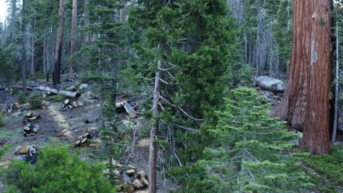Sentier de cent ou 100 géants dans la forêt nationale de Sequoia, en Californie. Aérien latéralement