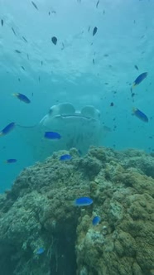 Manta Ray Swimming in Coral Reef