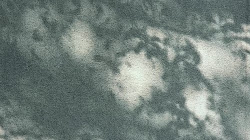 Abstract tree branch shadows on wall background