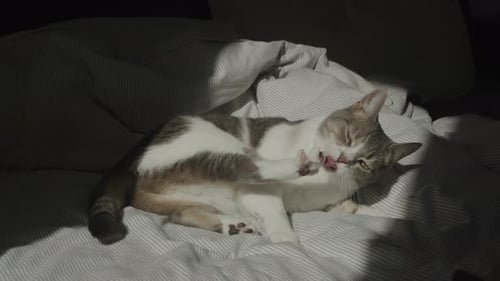 Gray and White Cat Grooming Itself on Bed