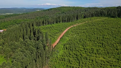 Forest Drone 4K