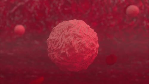 White blood cells flowing. White and red blood cell in the vein microscopic view