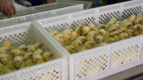 White plastic boxes full of adorable yellow chicks move on the conveyor line.
