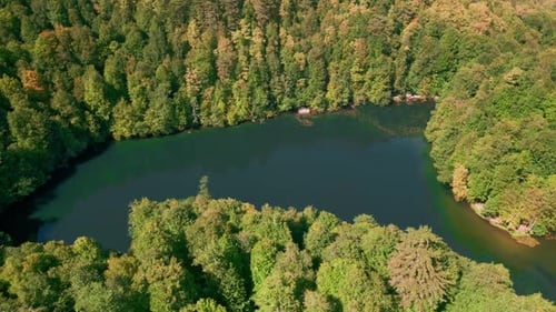 Forest and Trees