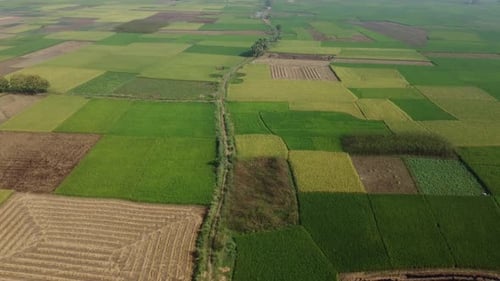 Drone footage of the village's paddy fields.