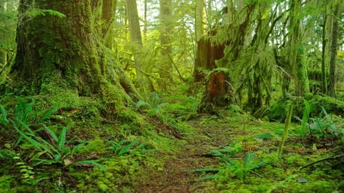 Moving Through the Lush Green Forest Stunning Canadian Nature