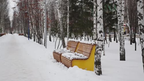 Wooden Benches with Snow Under Birch Trees in City Park