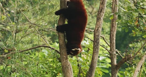 Red Panda Climbing Down Tree in Lush Forest