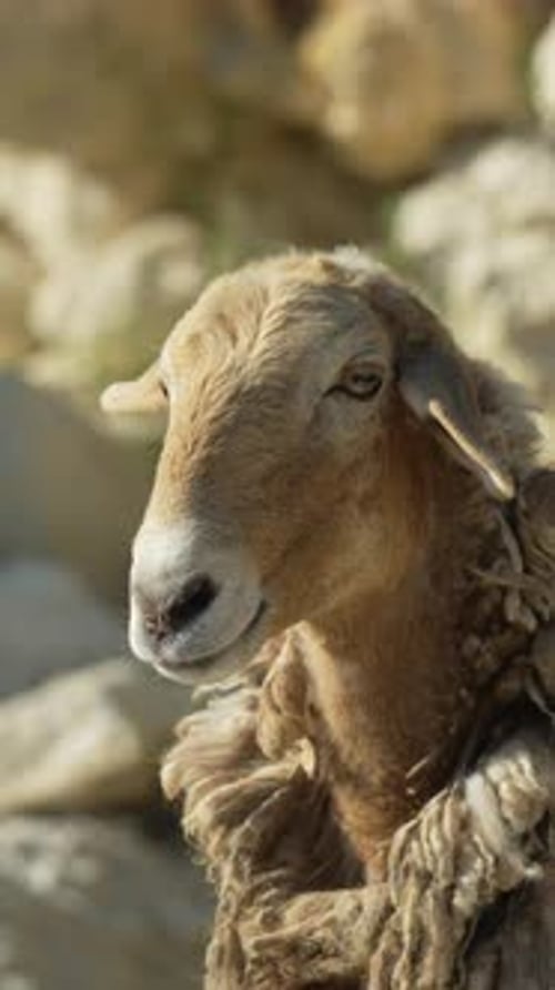 Sheep Animal Farm Close Up Portrait of a Fluffy Sheep in a Natural Rustic Outdoor Setting on a Sunny