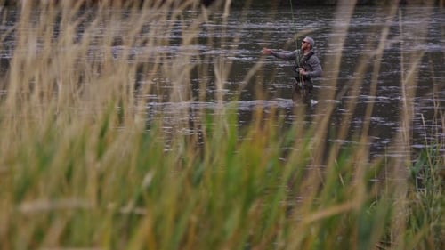 Man Fly Fishing in River Is Framed by Tall Grass Angler