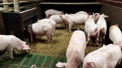 Raising Piglets In Pigpen, Feeding On Specialized Diet For Slaughter. static shot