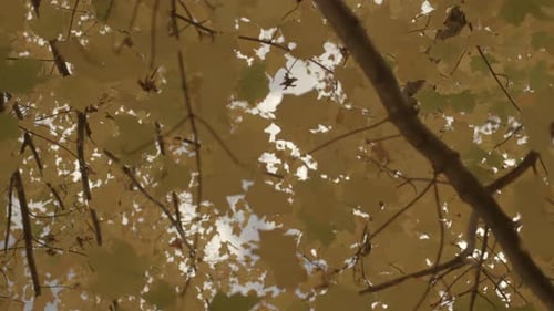 Upward view of beautiful leaves in a tree in Autumn with camera swirl and drift as it looks skyward.
