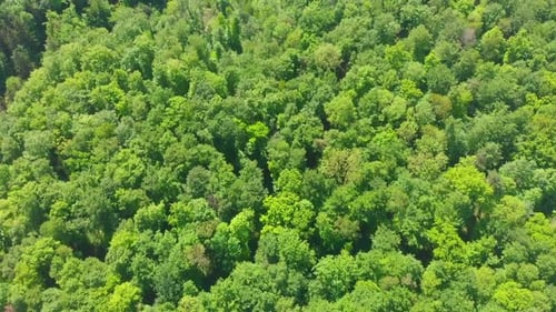 lush green forest on a hill side