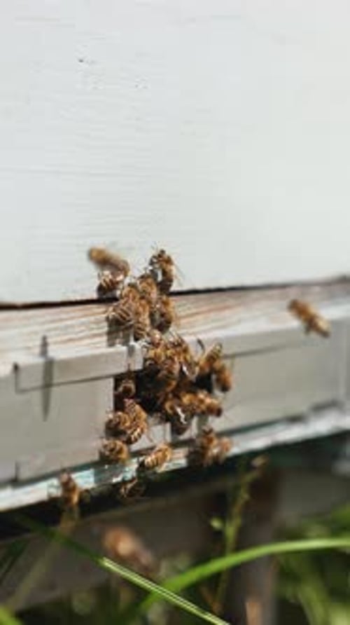Honey Bees Entering White Beehive