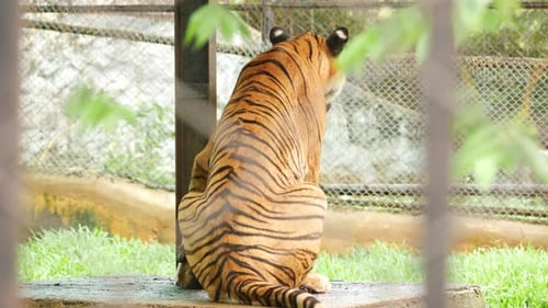 Back view sitting Tiger Zoo
