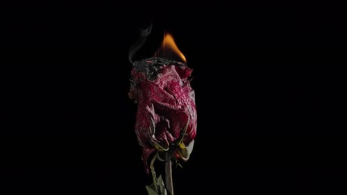 Wilting Red Rose Engulfed in Flames